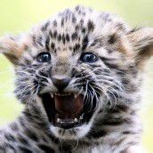 Chinesischer Leopard
