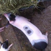 Schwein mit der Nummer acht