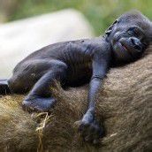 Gorillanachwuchs im israelischen Zoo