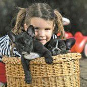 Französische Bulldoggen suchen ein liebevolles Zuhause