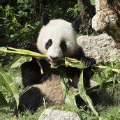 Panda „Fu Hu“ nahm Abschied