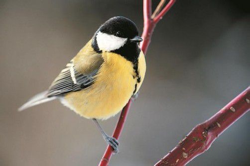 Am 6. Jänner wird die Population der Wintervögel gezählt.
