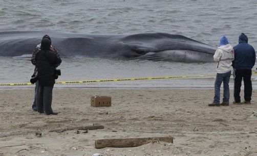 Der 18-Meter-Wal war im Stadtteil Queens gestrandet. Foto: AP