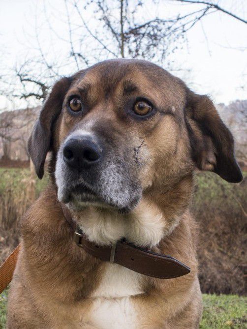 Milo (7 Jahre)