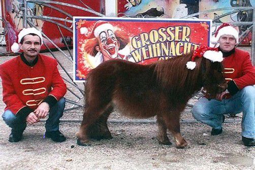 Die Zirkus-Crew hat das Pony mit der Flasche aufgezogen. Foto: Zirkus