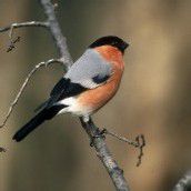 Buchfink dominiert im Wintergarten