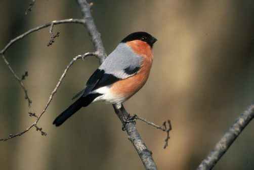 Einer der Gäste an vielen Futterhäuschen ist der Gimpel. Foto: Birdlife