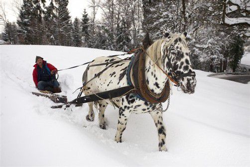 Karl Streitler und sein Noriker Moritz betreiben Schneeräumung noch auf die gute, alte Art. Foto: VN/Hartinger