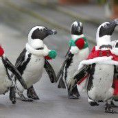 Weihnachtsstimmung . . .