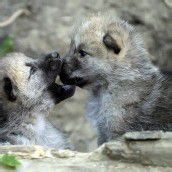 Verspielte Wolfsbabys im Tiergarten