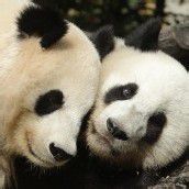 Panda-Pärchen bleibt in Schönbrunn