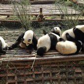 Panda-Aufzucht in China