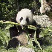 Goldmedaille für Panda Fu Long