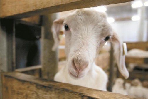 Die zwei Melktermine sind verpflichtend, den Rest des Tages haben die Ziegen und Kühe zur freien Verfügung.