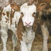 Probleme der Landwirtschaft