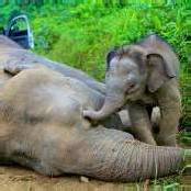 Borneo: Rätsel um zehn tote Zwergelefanten