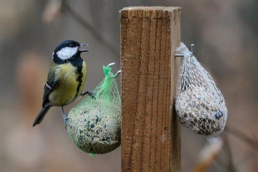Ganz aufgeregt „verteidigt“ diese Meise ihren deliziösen Fund. Trost für die anderen Vögel: Es ist genug für alle da.