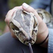 Schlangenplage: Florida macht Jagd auf Pythons