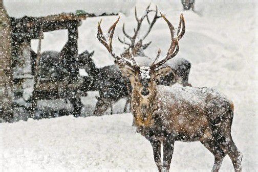 Wildfütterung im tiefen Winter: An den Futterstellen besteht eine gewisse Infektionsgefahr. Foto: vn/hofmeister