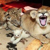 Unzertrennliche Löwenbabys
