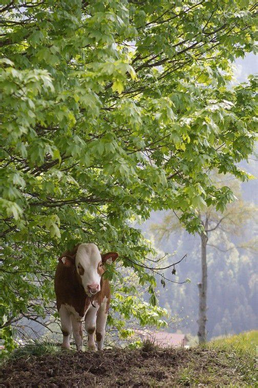 Ein Stier ging unerwartet auf eine 25-Jährige los. Foto: Hartinger