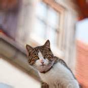 „Gschiidor as Pfarrars Katz.“