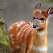Sitatunga-Antilope
