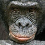 Bonobos teilen mit Fremden