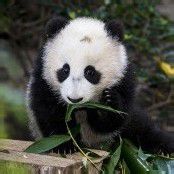 Knuddeliger Panda-Nachwuchs
