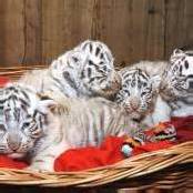 Erstmals weiße Tiger-Vierlinge in Österreich