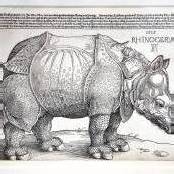 Rekordsumme für Dürers Rhinozeros
