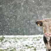 Rechte der Tiere