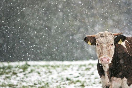 „Ist es die absolute Dummheit des Tieres, so wie Augustinus noch meinte, die den Verzehr der Tiere heute noch rechtfertigt?“ Das fragt sich Leserbriefschreiber Raimund Jutz. Foto: VN/Hartinger
