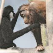 Affige Freundschaft
