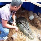 Größtes Krokodil der Welt ist tot