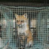 „Vorarlberg soll Tierpelz-frei werden“