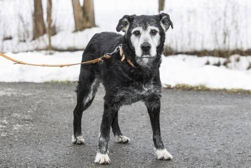 Bisher hat sich noch niemand der alten, einsamen Lady (14) im Tierheim erbarmt. Fotos: MK