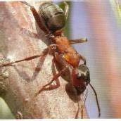 Wie Insekten besser riechen