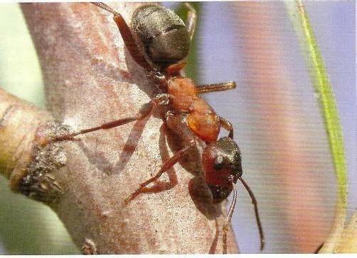 Mit sauberen „Antennen“ können Ameisen besser riechen. Foto: vn