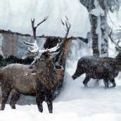 Landesrat Schwärzler will jetzt mehr Wild-Abschüsse