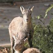 Unterstützung für den Wildpark
