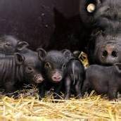 Vietnamesische Hängebauchschweine