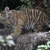 Neugieriger Tiger auf Erkundungstour