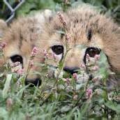 Leopardennachwuchs