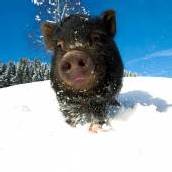 „Schneewiiße Förz.“