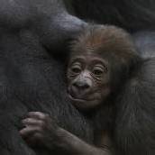 Nachwuchs bei den Gorillas