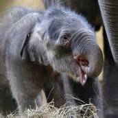 Elefantenbaby im Budapester Zoo