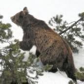 Dritter Bär tot Bär M13 in der Schweiz erlegt /d8