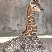 Giraffennachwuchs in Chile