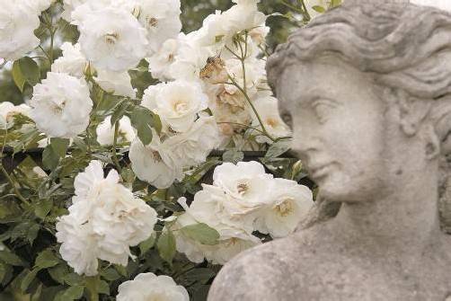 „Nie einen Rosengarten“ ist eine von zwölf Erzählungen im Buch von Nadine Kegele. Foto: VN/Paulitsch